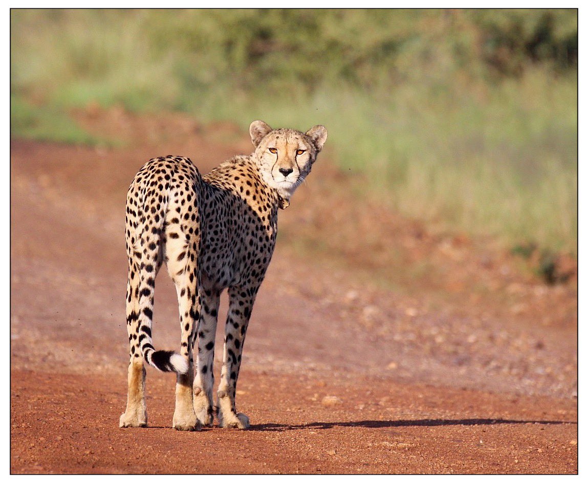 ..
🤦🏻‍♀️🐆 “What are they up to now?”

When this was taken, Ashia the cheetah, was accompanied by her three, boisterous, sub-adult male cubs

They were messing around in the bush nearby, and like any mother, she was keeping a close eye on them! 

📸 My own.
🇿🇦 #MadikweGameReserve