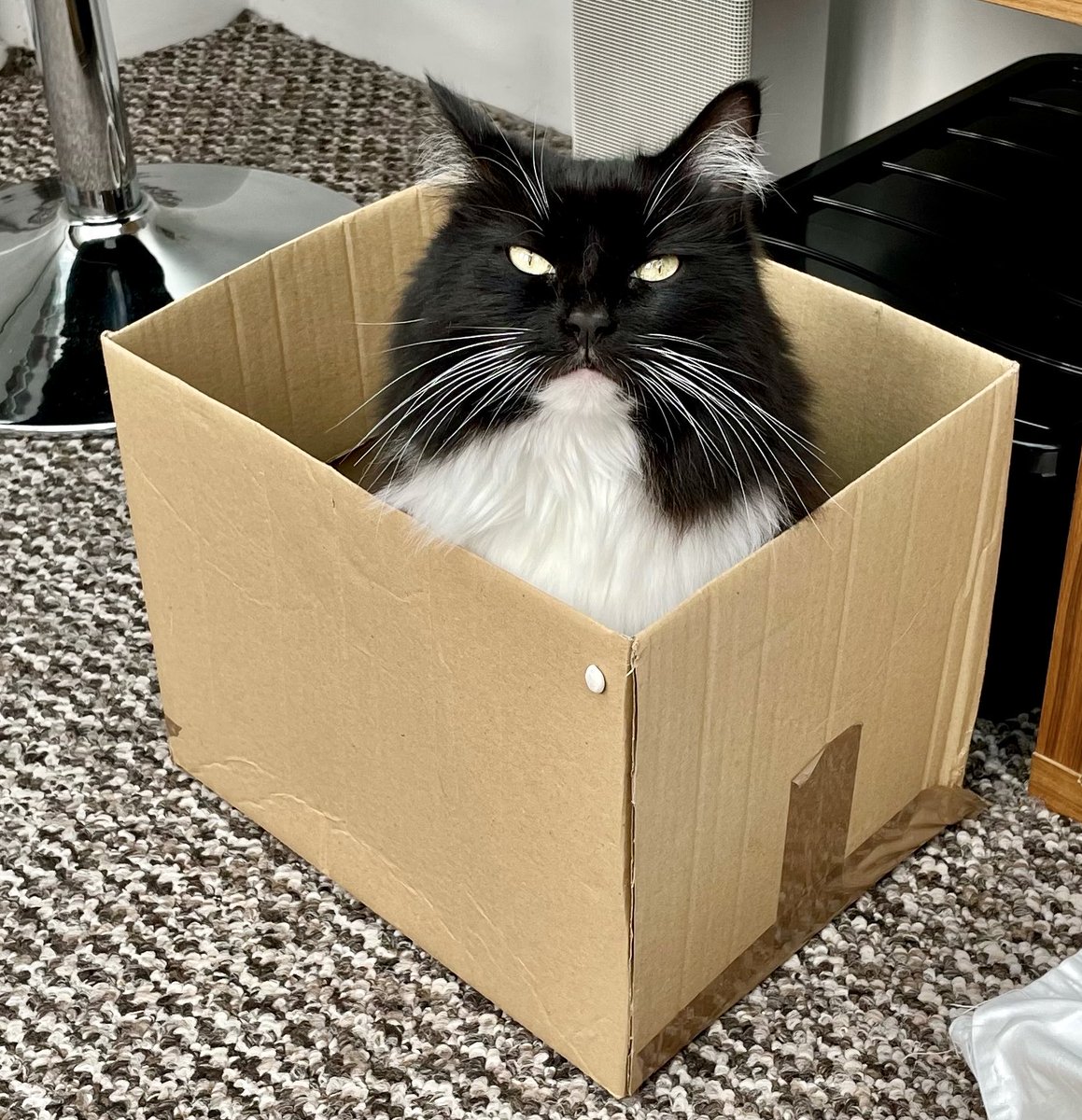 Happy #catboxsunday furiends. Have a wonderful day, love Nancy 💕🐈‍⬛📦