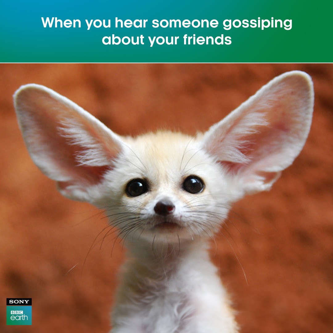 Tag someone famous for spilling the tea!​

#SonyBBCEarth #FeelAlive #Nature #Wildlife #Meme #AnimalMemes #Gossip