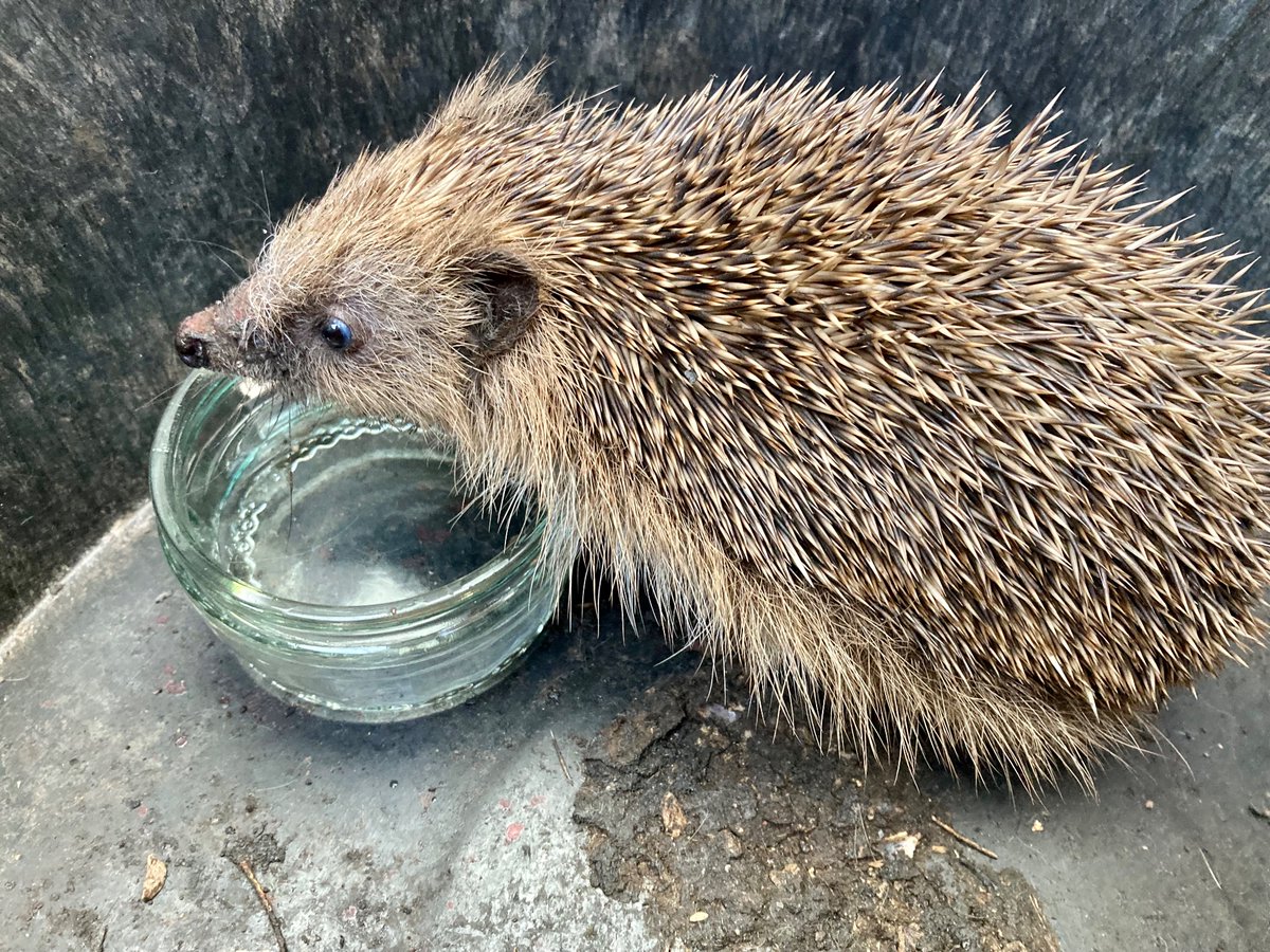 Little hedgehog visitor 🦔 Quick google shows hedgehogs represent ‘self preservation and the importance of self care and preserving our inner essence’ 
✨ #selfcaresunday  ✨