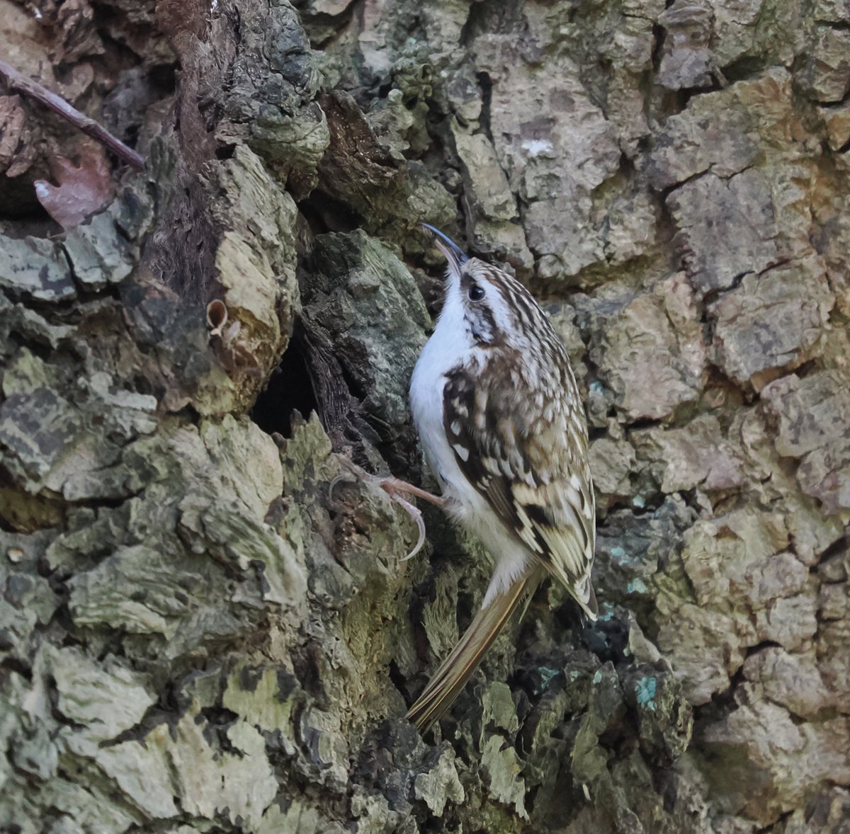 Tree Creeper about to enter his nest hole with a morsel for his partner who is probably sitting on eggs. Eastbridge, Suffolk #birds #birdphotography #wildlife #wildlifephotography #nature #NaturePhotography @Natures_Voice @BtoSuffolk @suffolkwildlife @NatureUK @BBCSpringwatch