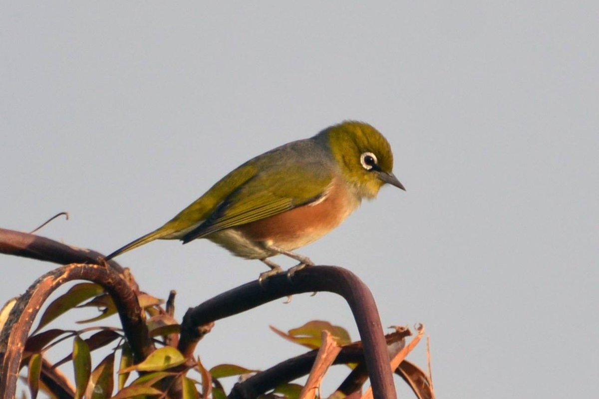 I always loved the silvereyes/waxeyes in our garden in New Zealand

#silvereye #waxeye #bird #birdphotography #birdwatching #birding #garden #aotearoa #newzealand #nature #travel #wanderlust #outdoors