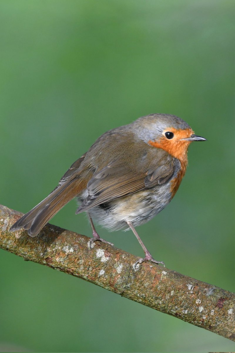 Robin Bude Cornwall 〓〓 #wildlife #nature #lovebude #bude #Cornwall #Kernow #wildlifephotography #birdwatching #BirdsOfTwitter #TwitterNatureCommunity #Robin