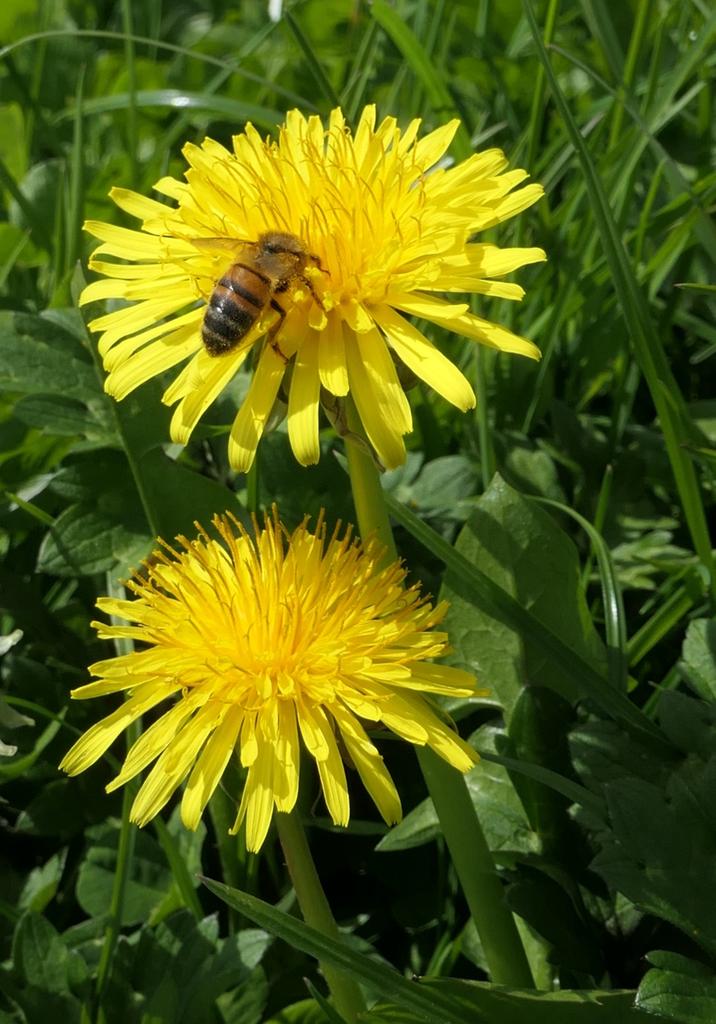 Dynamic duo with guest #bee for #SundayYellow on #InternationalDayoftheDandelion