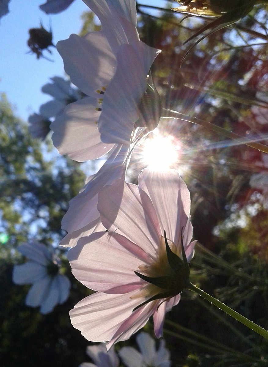 #Photo by #Mirakali Flowers in light @choochad95 @lebalzin @yzcyzf @KeiraNightly2 @EddieSaul7 #photography #photographer #Mirapuri #NaturePhotography #flowers #flowerphotography #TwitterNatureCommunity #nature #outdoors Mirakali.net