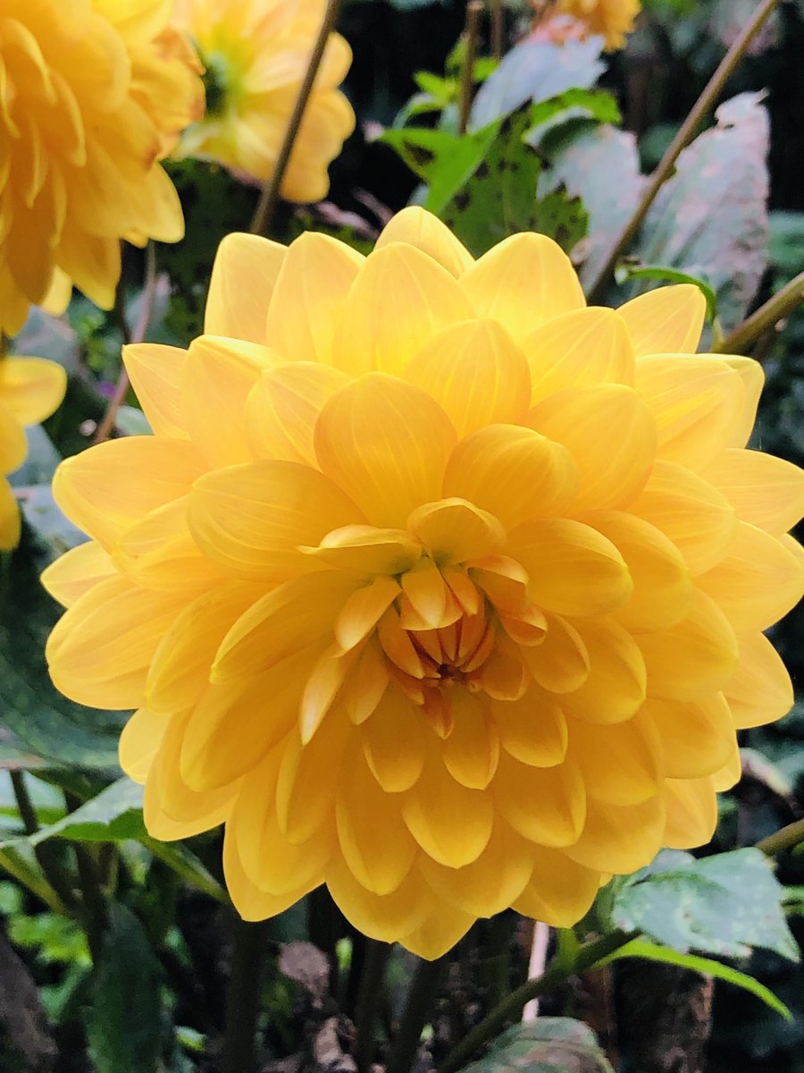 Happy Sunday everyone! Glorious dahlia from ⁦@BiddulphGrange⁩ last autumn 💛 #SundayYellow Enjoy your day 💛💛