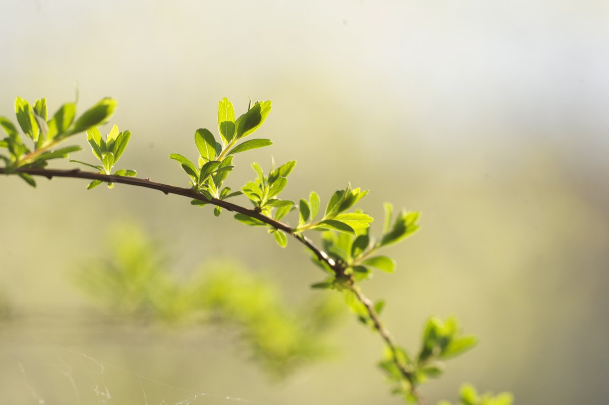 #Photo by #Mirakali Young leaves @choochad95 @lebalzin @yzcyzf @KeiraNightly2 @EddieSaul7 #photography #photographer #Mirapuri #NaturePhotography #leaves #macrophotography #TwitterNatureCommunity #nature #outdoors #macro Mirakali.net