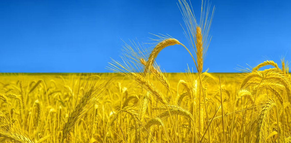 Blue clear sky above,
wind dances the yellow wheatfield,
Ukraine wins the war!
#Ukraine #haiku #vss #poem #poetry #writing #amwriting #micropoetry #poems #jkpg #mpy #föpol #svpol #Ukraina #Russia #UkraineWillWin #Tokmak #Kyiv #Kharkiv #Kherson #Kreminna #Bakhmut #Kupiansk #Crimea