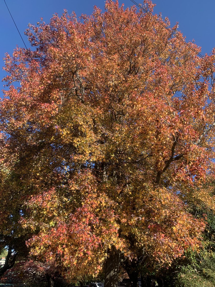 Beautiful autumn colors🍁🍁🍁 #Blackheath #WentworthSt