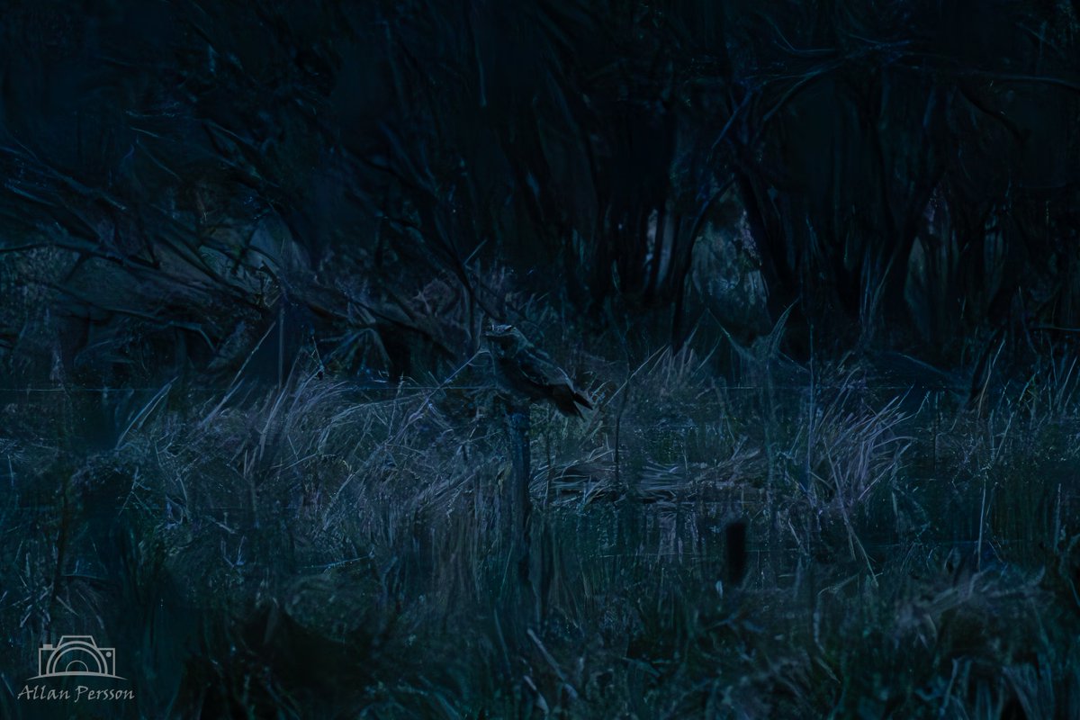 Skovhornugle i Damsbro Mose
#dknatur #Natur #naturdk #Søften #hinnerup #damsbromose #fugl #ugle #skovhornugle #Darkness #Plant #Tree #Outdoors #Blue #Branch #Night #Nature #Backgrounds #FullFrame #owl