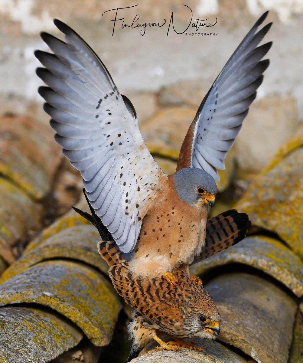 Lesser Kestrels @FinlaysonGib @GibGerry @gonhsgib @BirdwatchExtra @_BTO @BirdWatchingMag #BBCWildlifePOTD @WildlifeMag @BirdWatchDaily @Natures_Voice