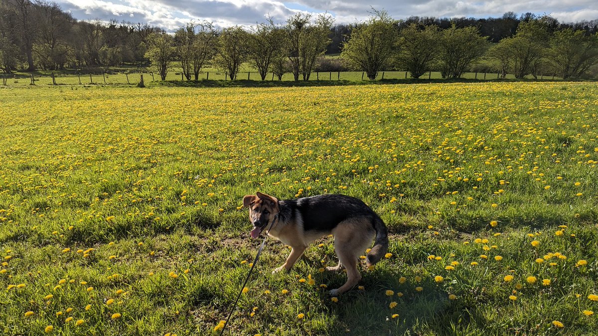 Happy #InternationalDayOfTheDandelion from Mavis... 🌼🐾

#CastleIrvine #Fermanagh