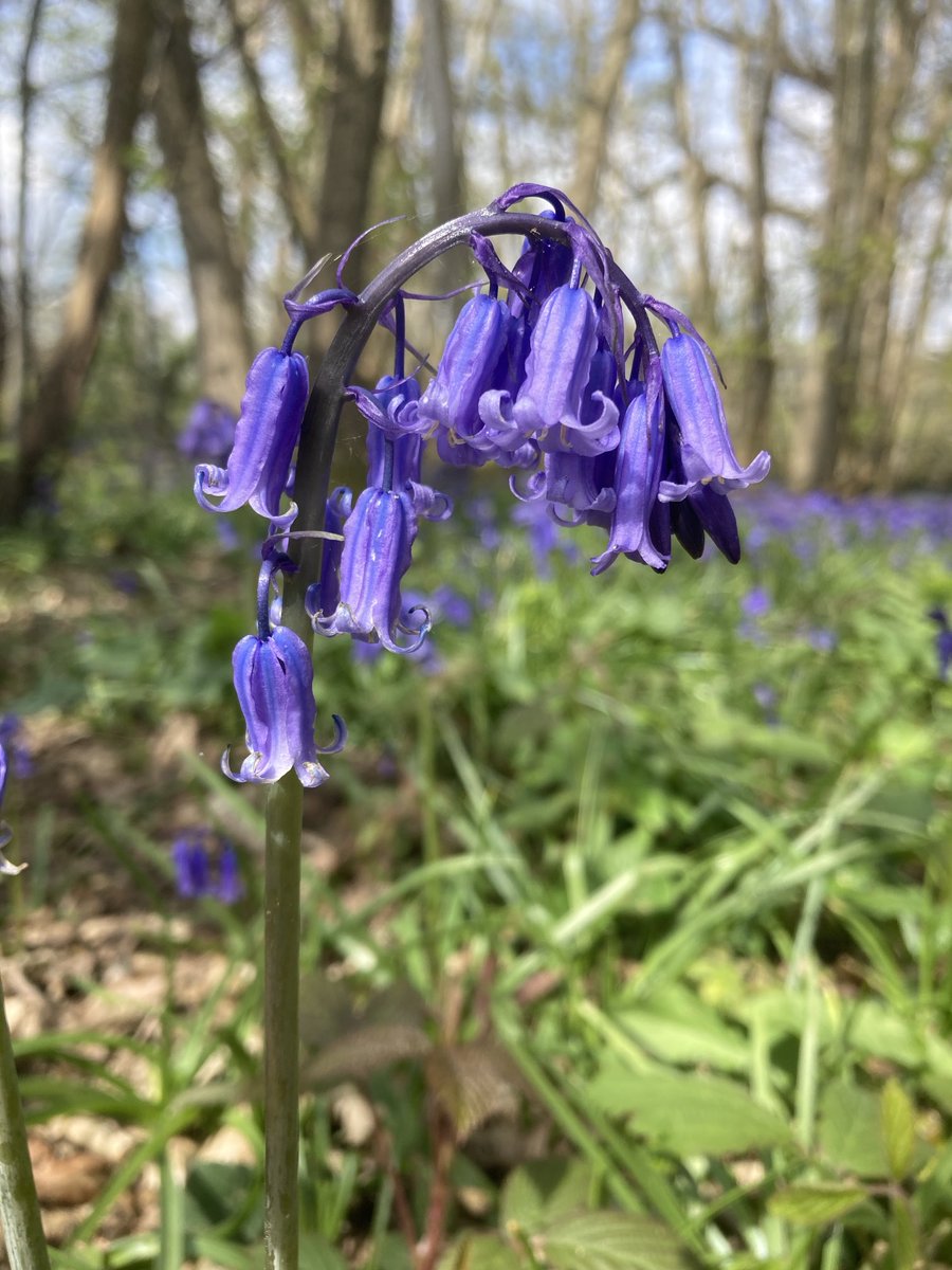 Daily bluebell photo #13 All are English bluebells - Hyacinthoides non-scripta 🤗💜