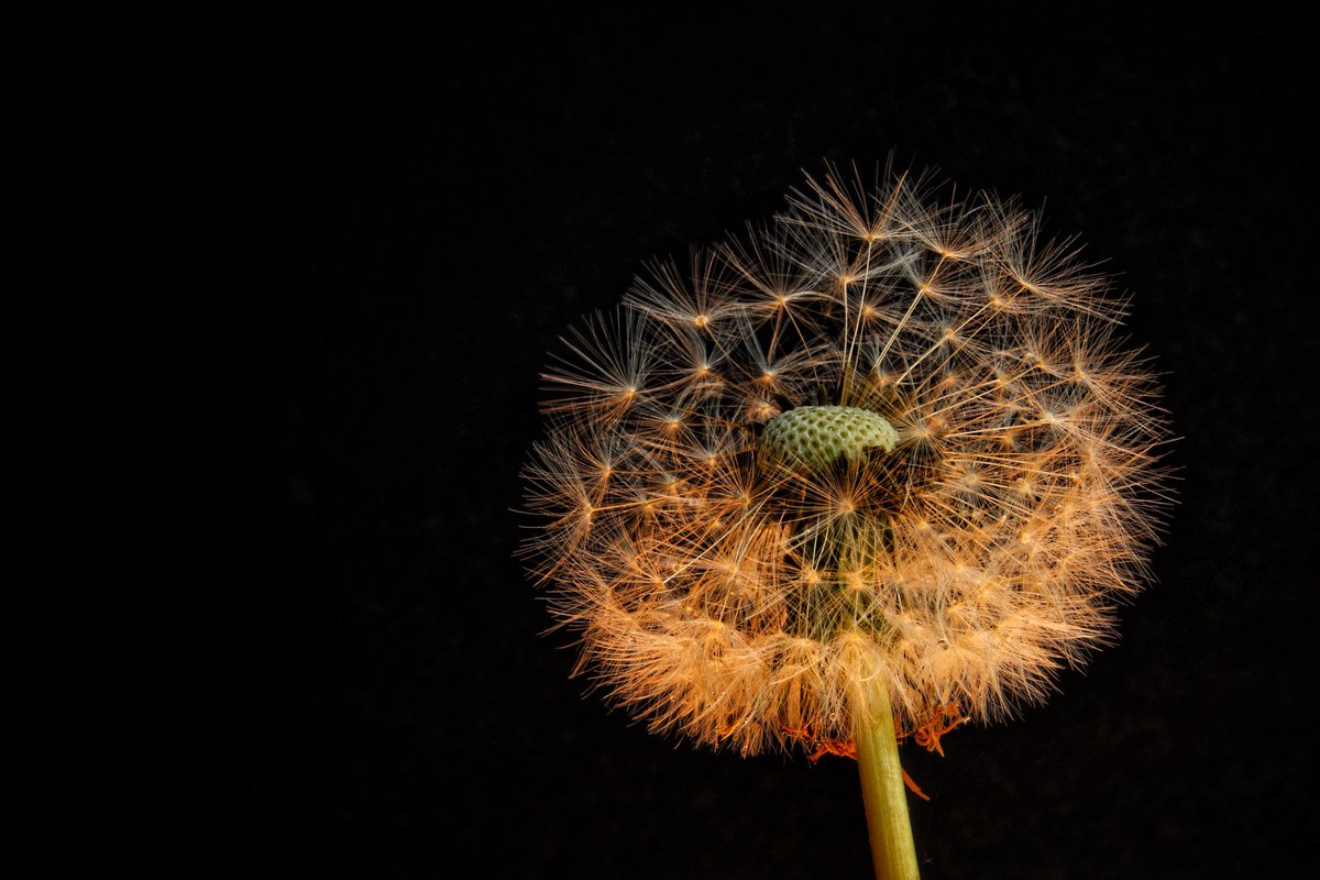 GM! For #SundaySharing please QP or share your #photooftheweek.
Lots to choose from but I really enjoyed this #macro dandelion!
Please join in- this is for everyone who likes taking pictures. 📸📸🙌