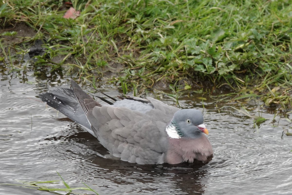 RolyWildlife's tweet photo. In meadows alongside the Castleman Trailway at Ringwood this pigeon seemed to be thinking 🤔: 

My stomping ground has been flooded since October. It never stops raining  🌧🌧. I'm surrounded by ducks and geese. I'd better learn to swim  🏊‍♂️. https://t.co/zozDzJDPtX