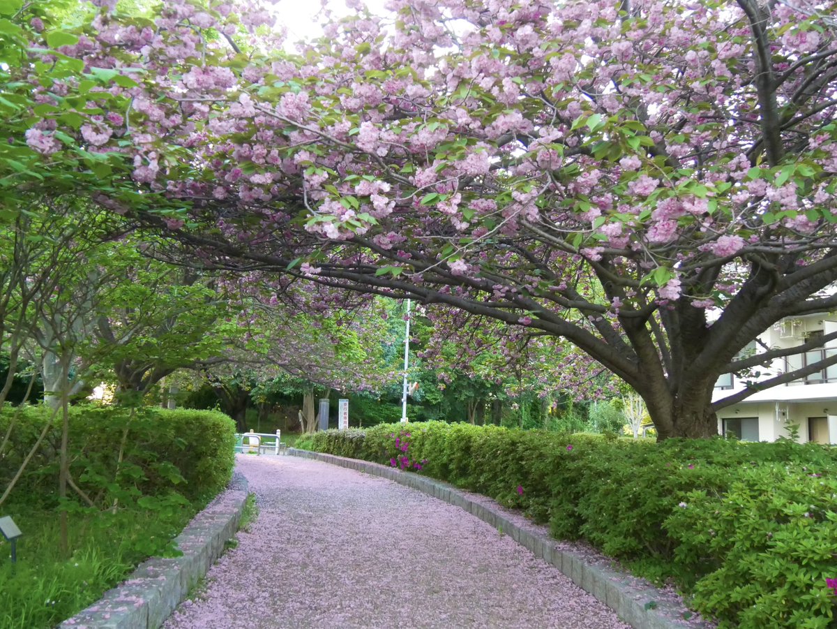 ふうくんの桜巡り散歩🌸🐾🌸🐾🌸🐾
桜の絨毯を楽しむ！🥰