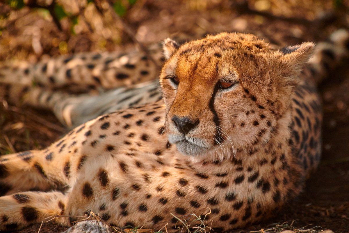 Winda – relaxing under the shadows of a bush during the noon | Masai Mara | Kenya #hakunamatata #cheetah #cheetahs #cheetahenthusiast #bigcats #animalconservation #celebrateafrica #ConservationEfforts #africanecosystem #bownaankamal #maasaimara #mammal #biosapiens…