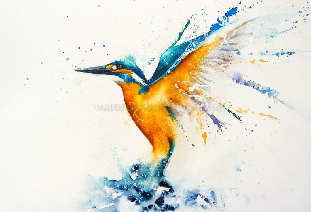 A flash of blue and gold 

Happy Sunday x

#watercolour #water #kingfisher #river #watercolourpainting #wings #birds #Britishbirds #riverbank #inspiration #flight #animalportrait #splashes #movement #Devon #painting #wildlifeartist #artist #paint #art