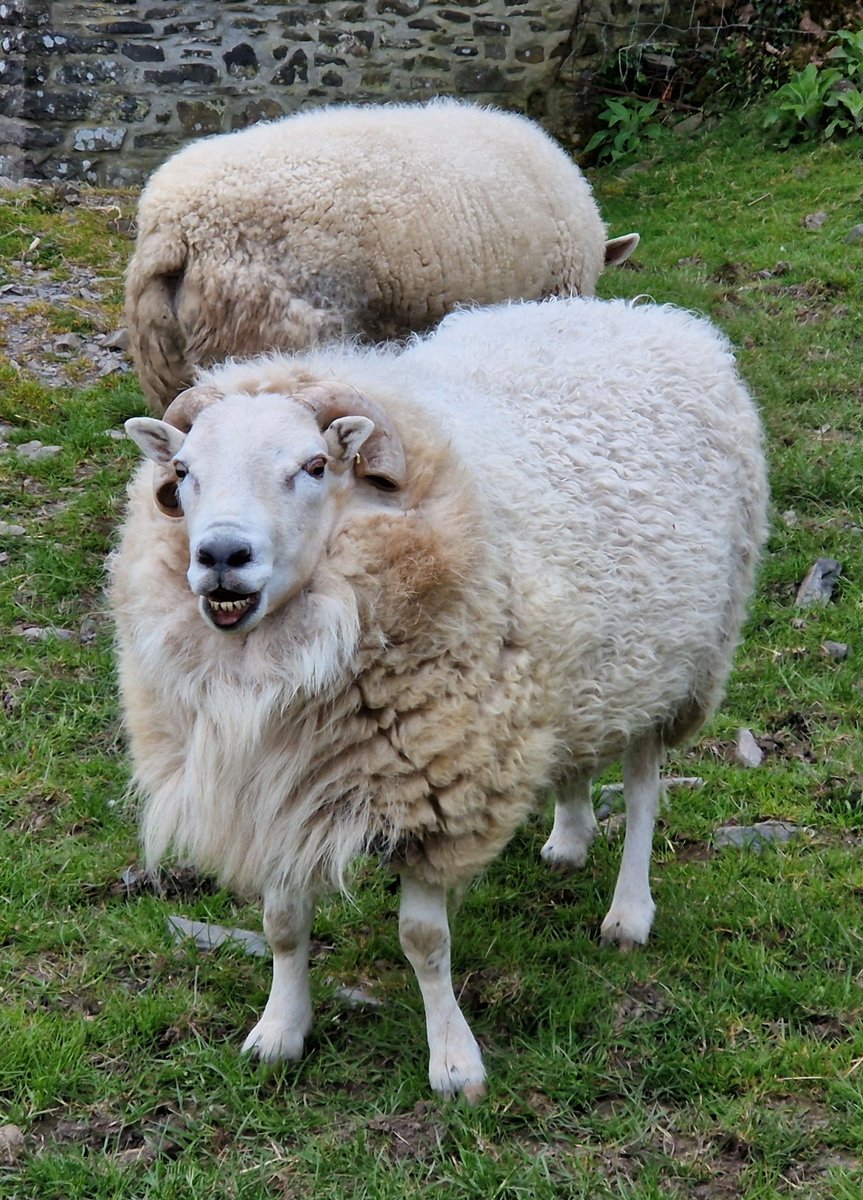 OK....whats the joke Donald?

#animalsanctuary #sheep365 #welshram #nonprofit #amazonwishlist #sponsorasheep #AnimalLovers #foreverhome #sheep4life 

woollypatchworksheepsanctuary.uk
