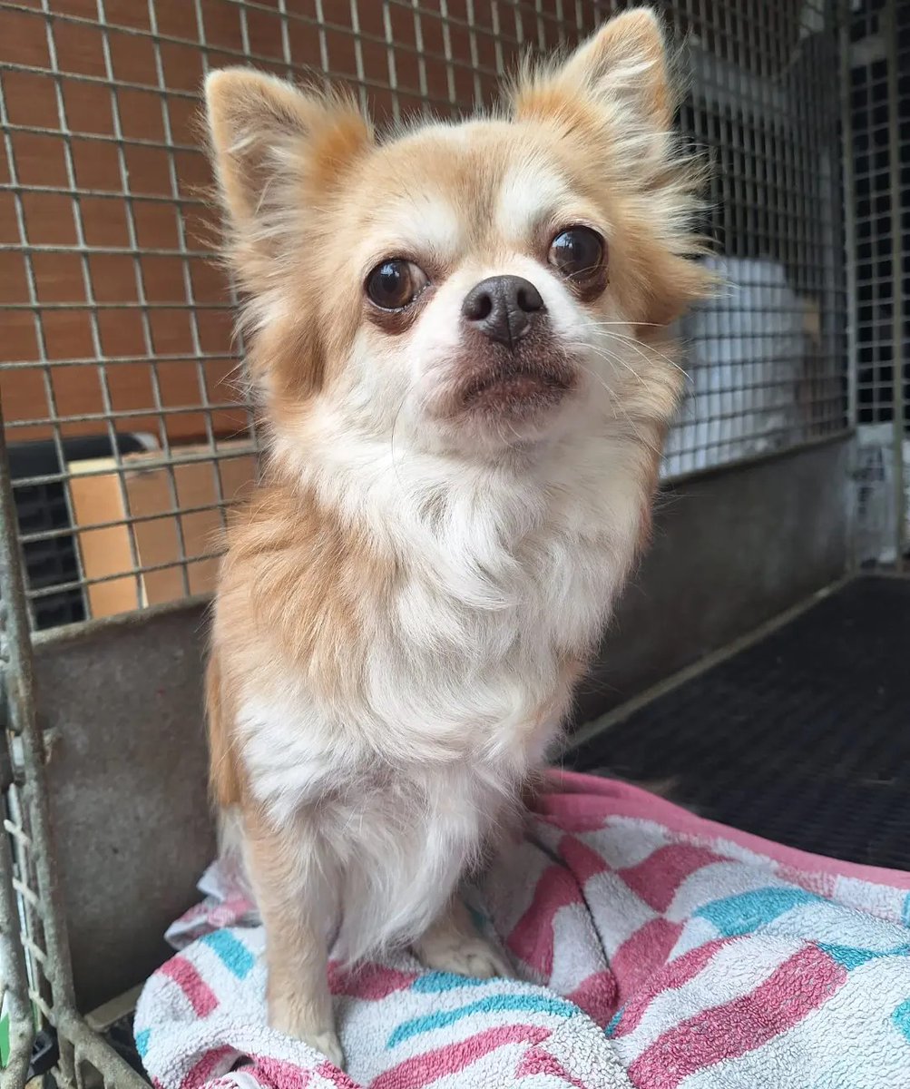 Urgent, please retweet to HELP FIND THE OWNER OR A RESCUE SPACE FOR THIS STRAY DOG FOUND #SITTINGBOURNE #SWALE #KENT #UK 'Female Chihuahua found straying around Borden Lane, Sittingbourne. She's chipped, but the details haven't been kept up to date so we've been unable to…