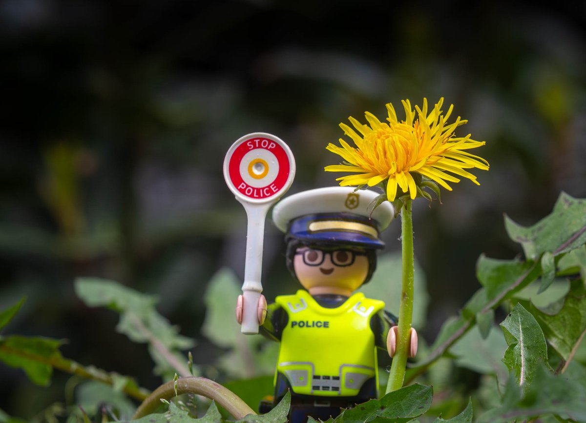 GM! For #SundaySharing please QP or share your #photooftheweek.

Stop mowing Dandelions!
'Weeds are flowers too, once you get to know them.'

~A. A. Milne