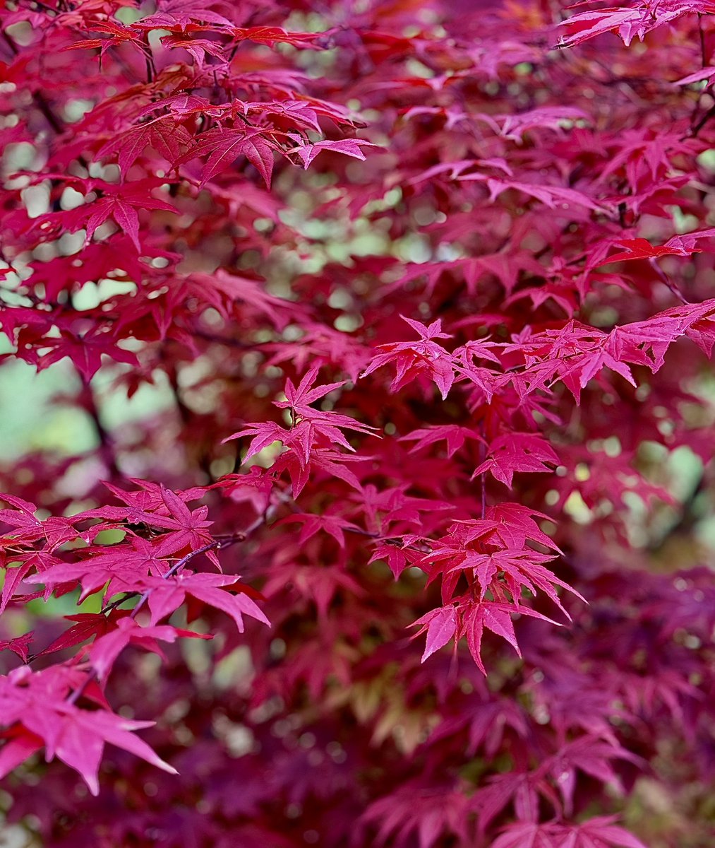 Autum colours in vibrant spring!! #JapaneseMaple in #Kashmir