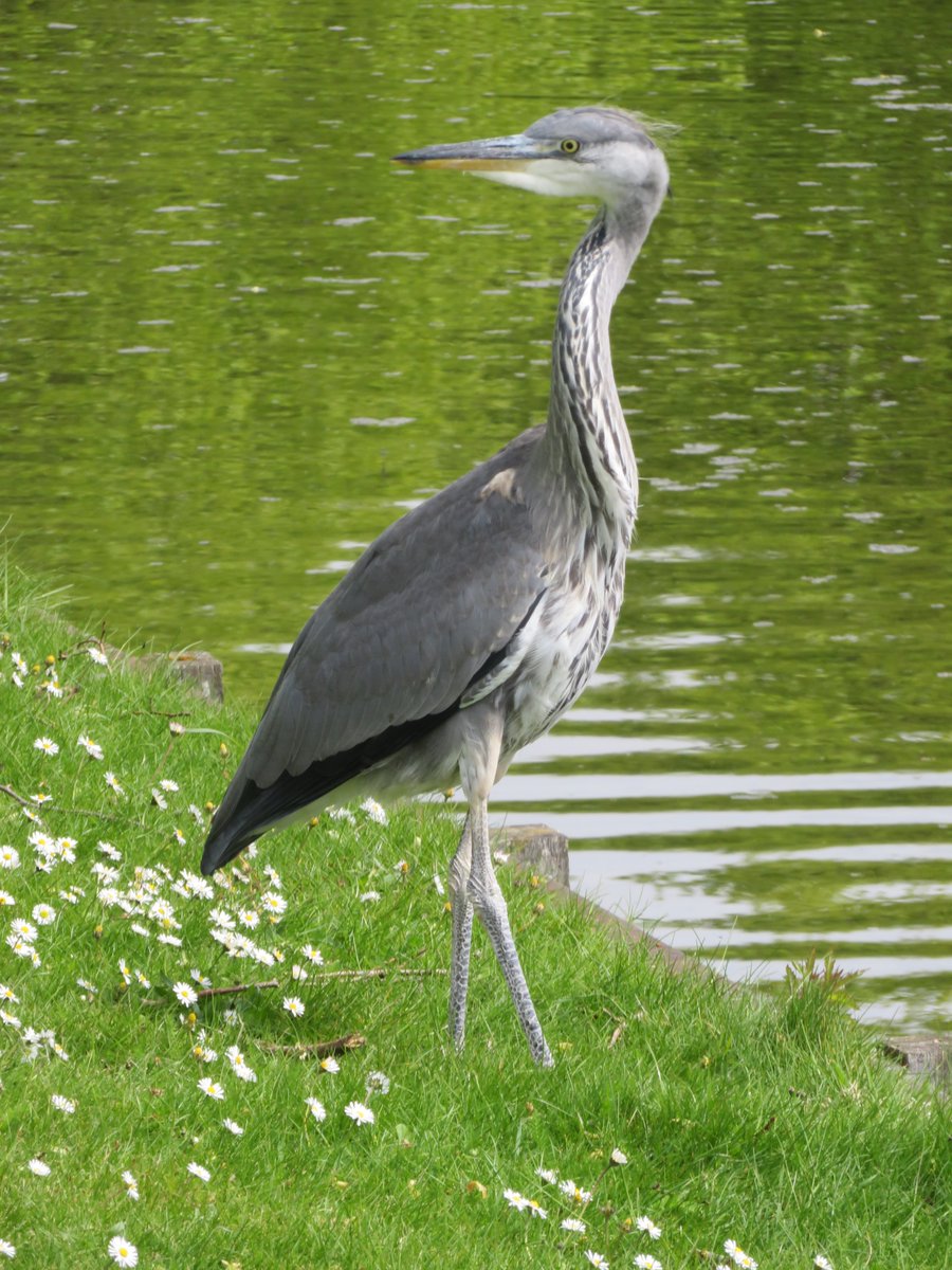 every_heron tweet picture