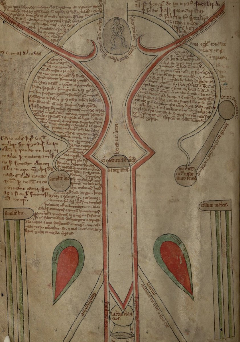 wamb, f.n: belly, stomach; womb. (WAHMB / ˈwamb) Image: Diagram of a uterus; England, 1250-1310; @bodleianlibs MS. Ashmole 399, f. 13v. #OldEnglish #WOTD