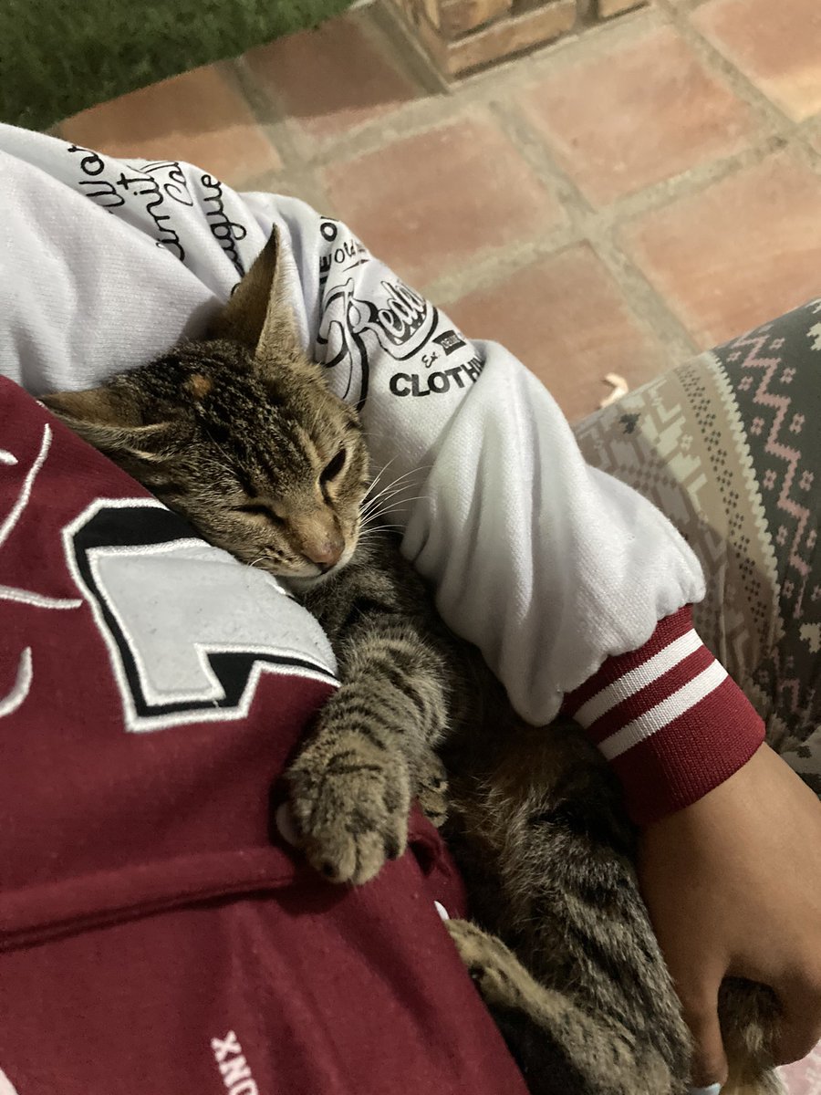 lunaluai's tweet photo. Lo feliz que soy cuando un gato que no conozco me escoge para consentirlo. https://t.co/XCYil7IC9Y