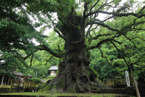 蒲生のクス (The Giant Camphor Tree of Kamoh) - Kamigyutoku, Japan Photo: Tiziano Rootman Fratus
