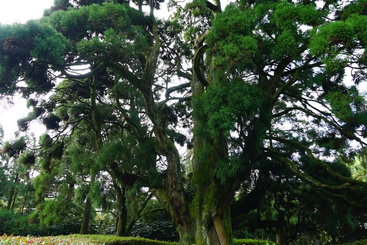 #Kuliang is a summer retreat in southeast #China. Here stands a 1,300-year-old cypress tree that's hailed as the 'King Cedar Tree.' Under its leafy canopy are bronze statues of happily playing children. What tale do they share with the ancient tree? Tune in to the #radiodrama