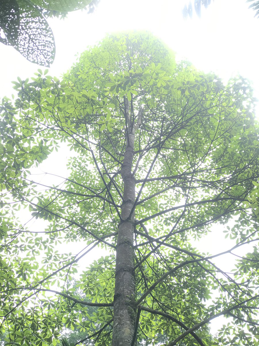 syuhadasapno's tweet photo. Beautiful Jelutong tree, Dyera costulata https://t.co/8eZbyvqxeN