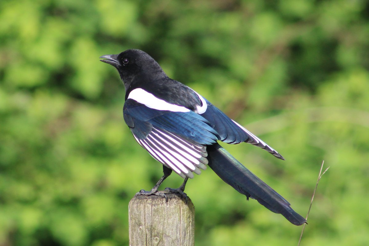 Klaar voor de start .....

#natuur #natuurfotografie #canonstories #natuurdichtbij #volgdenatuur #heelnederland_fotografeert #natuurinnederland #Nieuwegein #nederland_ontdekt  #natuurmonumenten #naturephotography #naturelovers #nature #natuurinbeeld #vogelbescherming