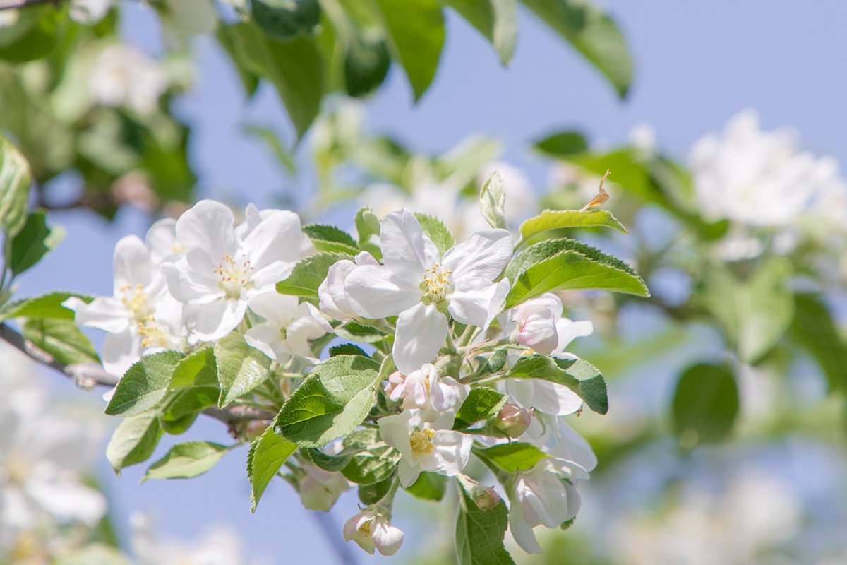 岩手県奥州市江刺の林檎の花が満開になりました