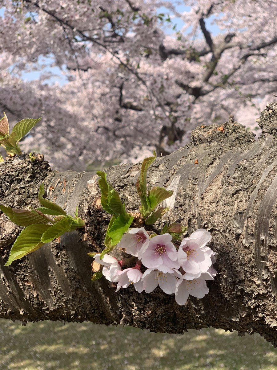 朝一番で五稜郭行ってきたよー！
それでも駐車場は少し並んでた。

花びらがひらひら舞う中お散歩。
暖かくてお花見日和🌸

帰りにスタバで朝食たべて
午前中に帰宅なんて最高✨✨