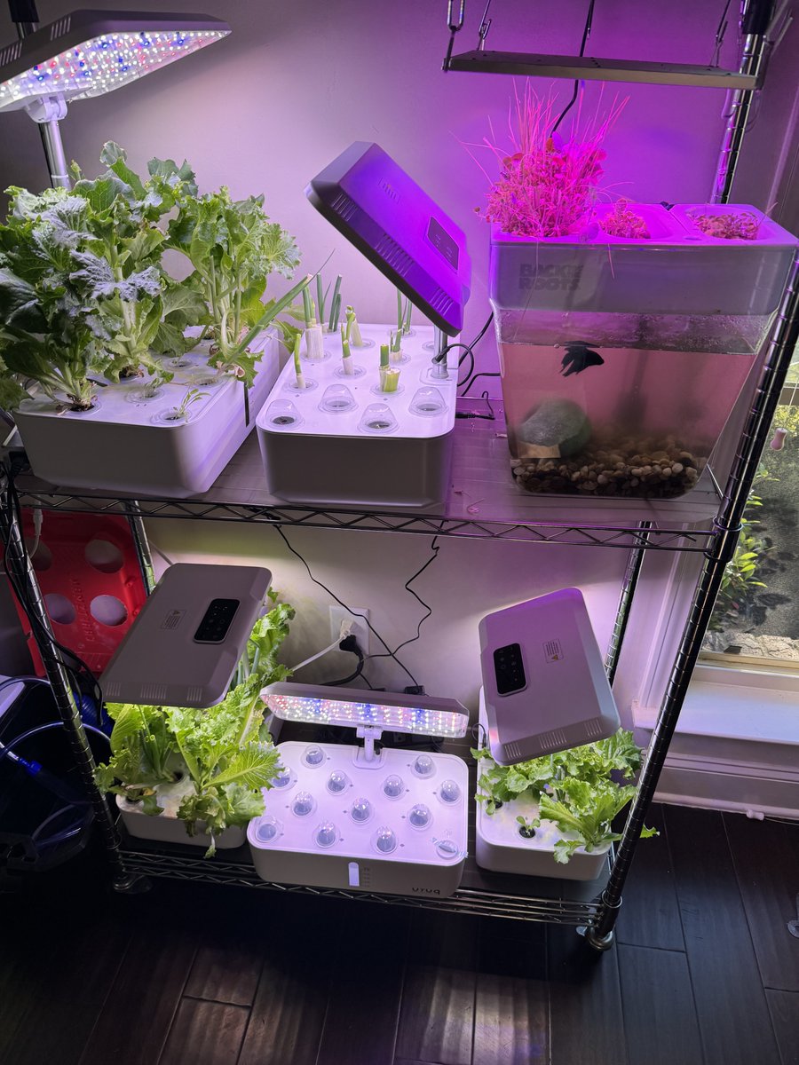 @DoniTheDon_ Growing veggies in the backyard
Bread in the kitchen
Hydroponics/Aquaponics in my office.