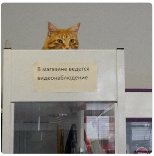 punkito_87's tweet photo. Dude, you can't look at your store like this haha #meme https://t.co/nphKy7GSRH