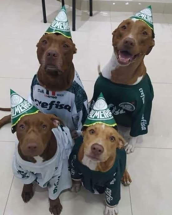 Esse fanatismo passa com o tempo: Eu quando casar e tiver meus cachorros