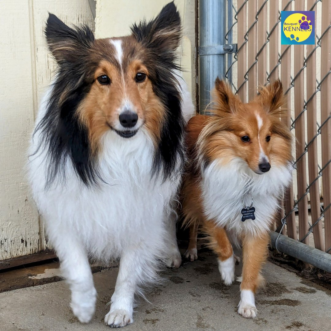 Don't let shedding fur take over your home! Regular grooming from Bouquet Canyon Kennels can help keep your pet's coat healthy and your furniture fur-free. bouquetcanyonkennels.com/services  #shedding #grooming #BCK #Bouquetcanyonkennels #santaclarita
