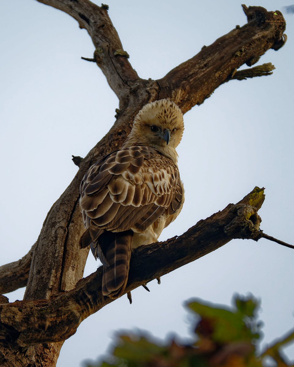 Changeable Hawk Eagle Jim Corbett National Park, India #birds_captures #planetbirds #birdfreaks #your_best_birds #best_birds_of_world #ThePhotoHour @miajbirdkartoj @PazyBirds @AMAZlNGNATURE @ParveenKaswan