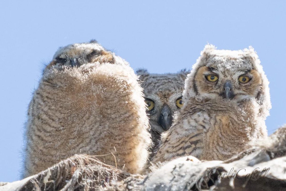 #owlets #greathornedowl #wildlifephotography #birdofprey #smile #sonyalpha