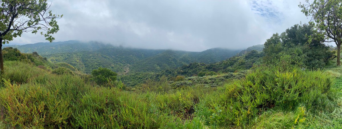 April 2024.
Rain over Santa Monica Mountains, North Los Angeles.
Early morning search for big cat tracks---

#photography #puma #mountainlion #rain #earlymorning #twilight #hunt #silence in the brush
@foxnews #image #photo #film #camera @SundayFutures #losangeles #california #usa