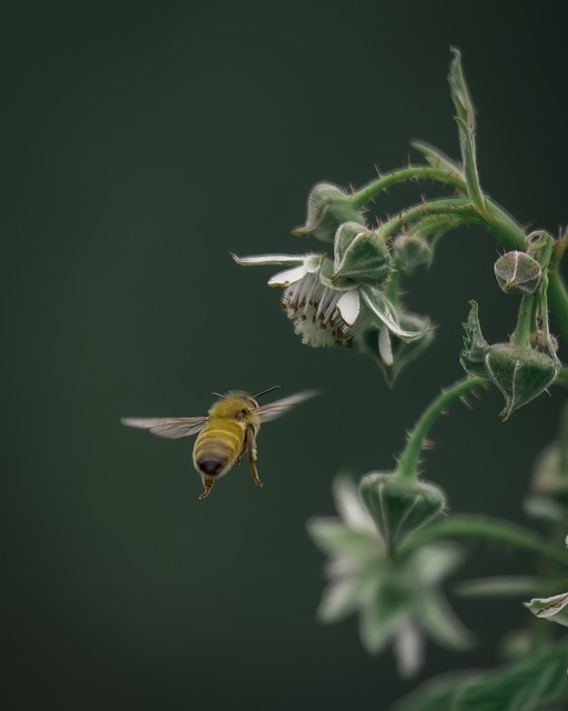 Photo By Kiasari | Pixabay - via @Crowdfire #honeybee #sunflower #pollination #naturaleza #naturaleza_spain #naturalezaviva #naturaleza_galicia #naturaleza_euskadi