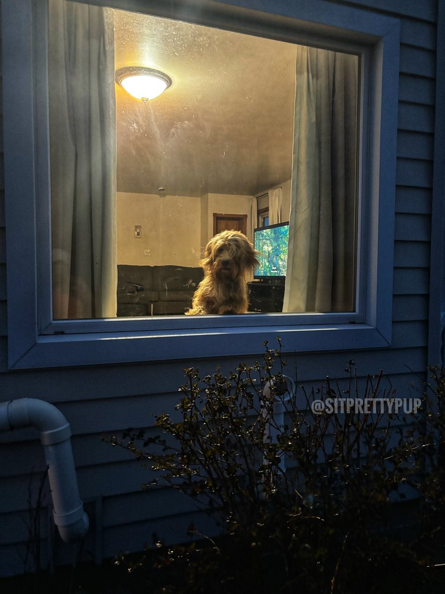 Went outside for 2 minutes, and I see Goldendoodle Maverick looking for me frantically. The love of dogs. 🩵 Anyone else’s dog do this when they leave?

#dogsofx #wisconsin #wisconsindog #dogparents