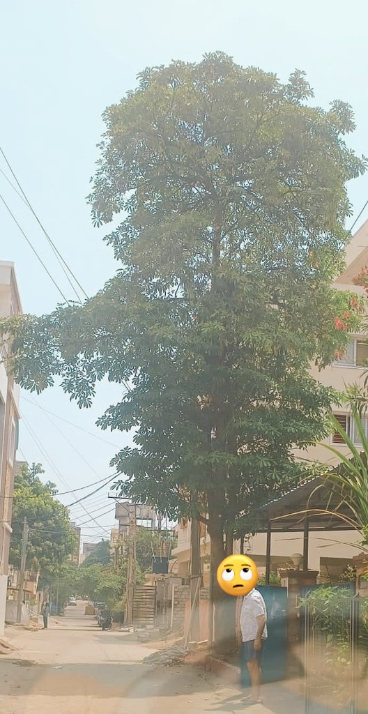 Hot outside at 8:30 am. In our residential society WA group someone sent a message that they want to cut a huge tree because cleaning the dry leaves is getting difficult. GHMC workers clean the lanes every alternate day. When will we realise importance of trees & green cover.