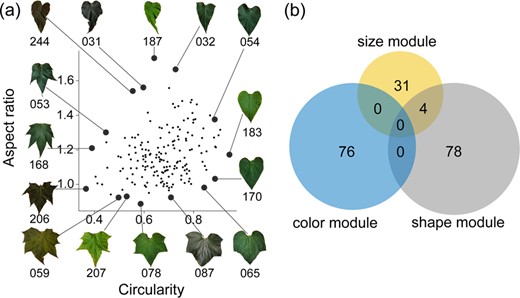 Hortres's tweet image. Unlocking the genetic basis of complex leaf morphology in Catalpa bungei reveals trait modules and key genes. 🍃 #LeafMorphology #GeneticArchitecture @OxfordJournals 
Details:academic.oup.com/hr/article/10/…