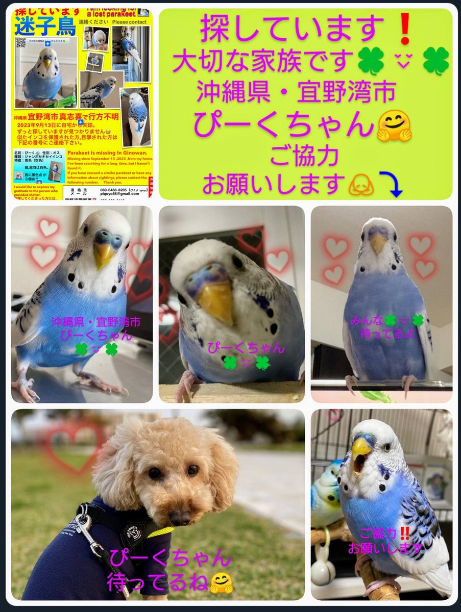 迷子の ＃セキセイインコぴーく🐦を ＃探しています🩵🤍🖤 2023/9/13に ＃沖縄県 ＃宜野湾市 で失踪😢 頭と尾羽が真っ白の青いインコ。 人馴れをし、 何処かのお家で ＃保護 されていると推測🧐 似たインコいましたら、 ⬇️ご連絡ください🙇‍♀️ ＃迷子鳥 ＃那覇ハーリー ＃JALシティ那覇 ＃万座ビーチ