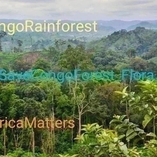 SaveCongoRainforest Day 1509

#SaveCongoRainforest 
#SaveCongoForest_Flora_Fauna🌴🦍 #AfricaMatters #IndigenousLivesMatter 
@SaveCongoForest 

In Solidarity with @vanessa_vash and @Remy_Zahiga

The Congo Rainforest is vital in the fight for climate and social justice!
❤️☮️🌍🌏🌎