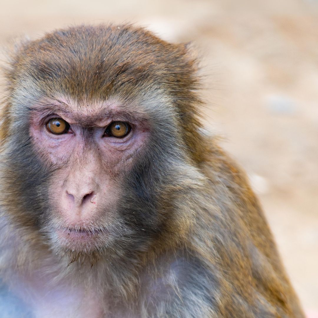 'I'm a female macaque, after 18 years,I'm still here in this awful place. I was used in protocol 27520 but I'm can't tell you more. Please think of me. Please remember me and #HonourMeWithAName #BanPrimateExperiments 
Find out more: bit.ly/PleaseHonourMe…