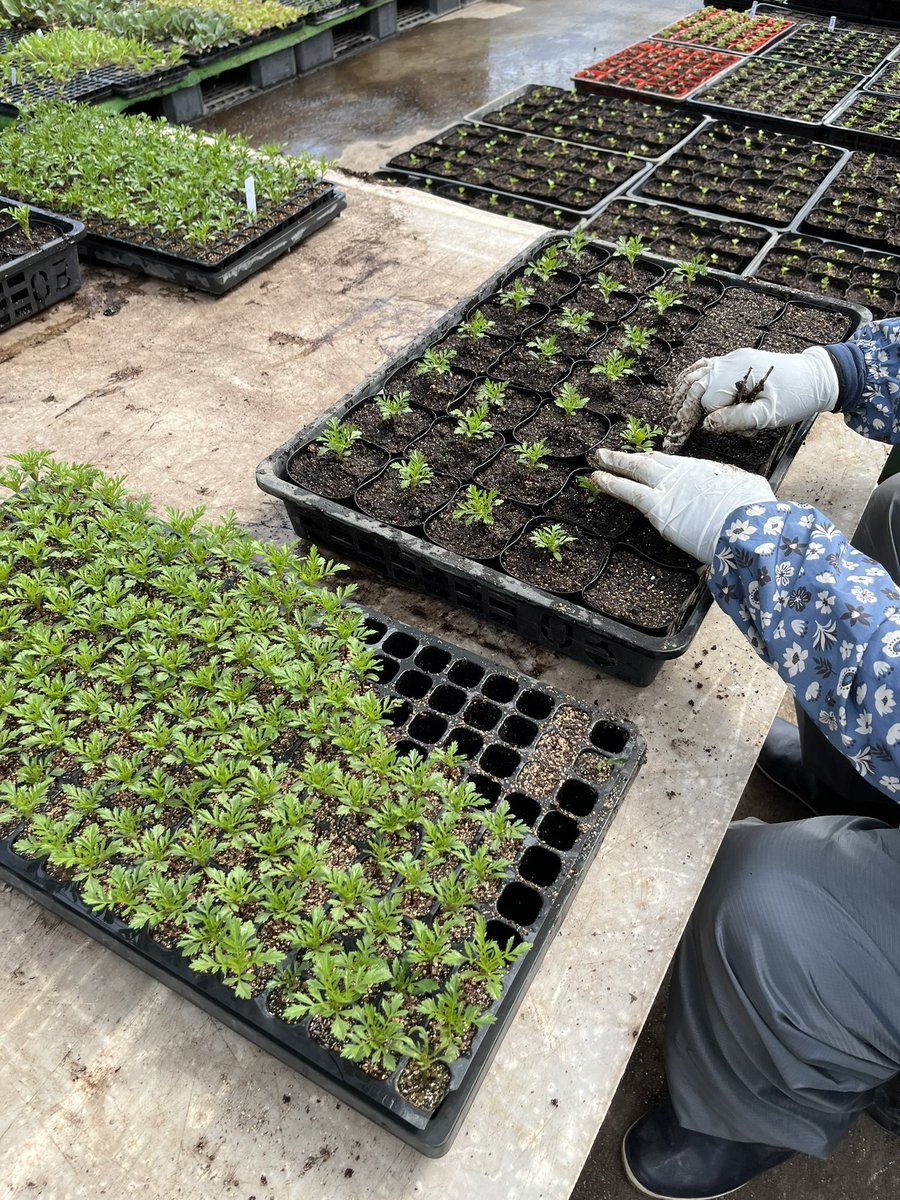 GWがスタート！野菜も準備万端。「フラワーテクニカ」は5/7午前9時オープンです。
#フラワーテクニカえべつ 
#レタスは江別産を